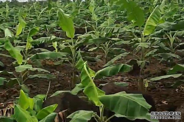 香蕉树的种植方法，苗株可购买也可自己培育