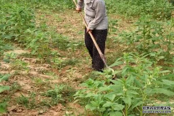 种植芝麻如何提高产量